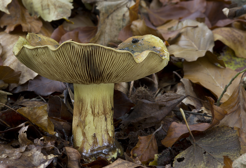 Cortinarius atrovirens